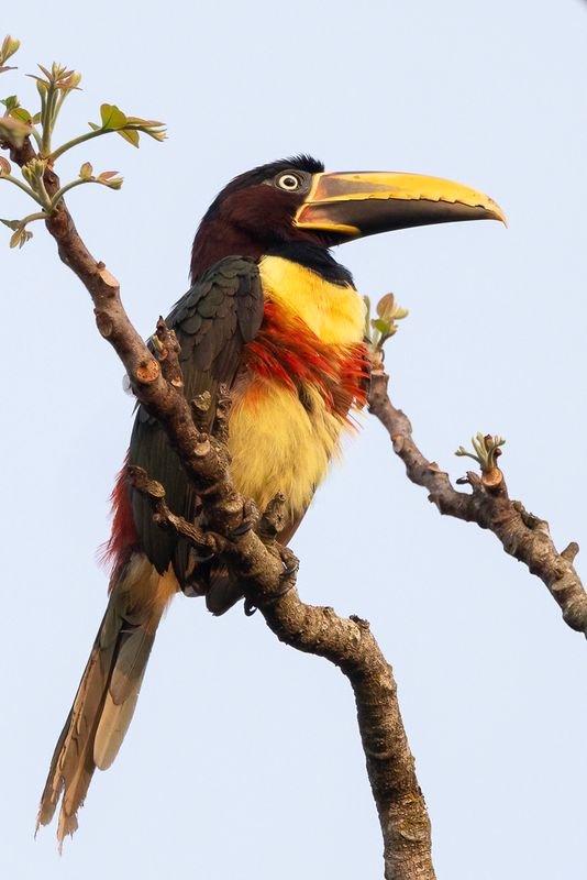 099 Ramphastidae - Toucans