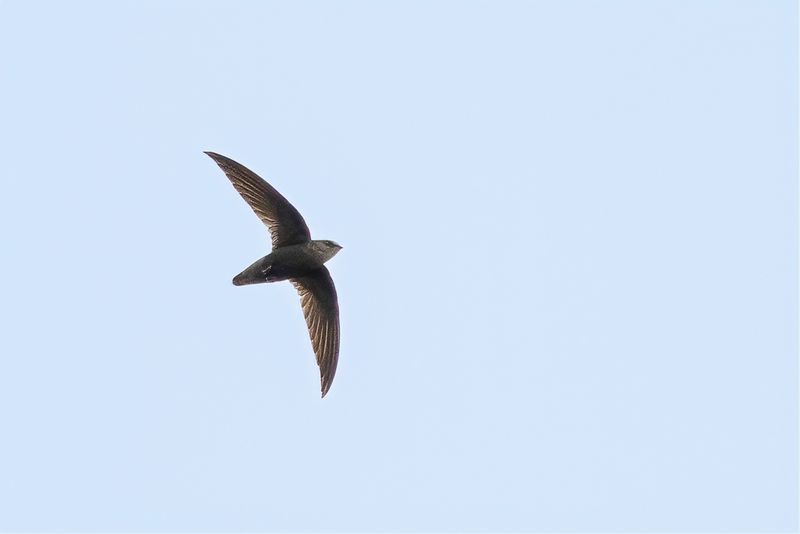 Sick's Swift