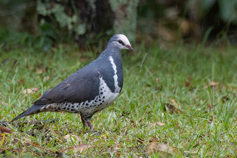 Wonga Pigeon - Wongaduif - Colombine wonga