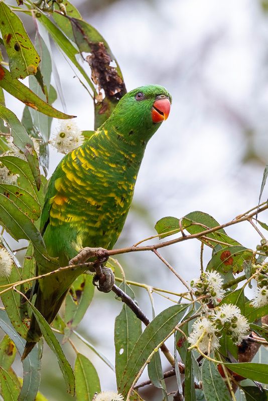 Scaly-breasted Lorikeet - Schubbenlori - Loriquet vert