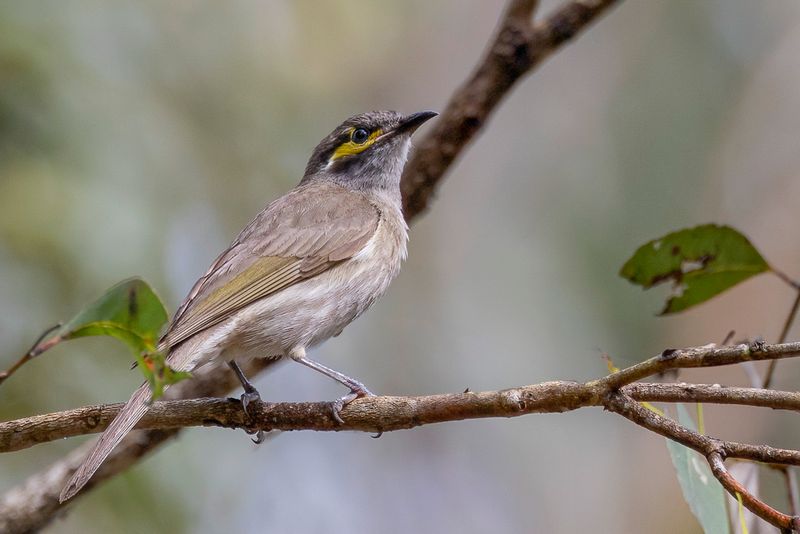 Yellow-faced Honeyeater - Geelmaskerhoningeter - Mliphage  joues d'or