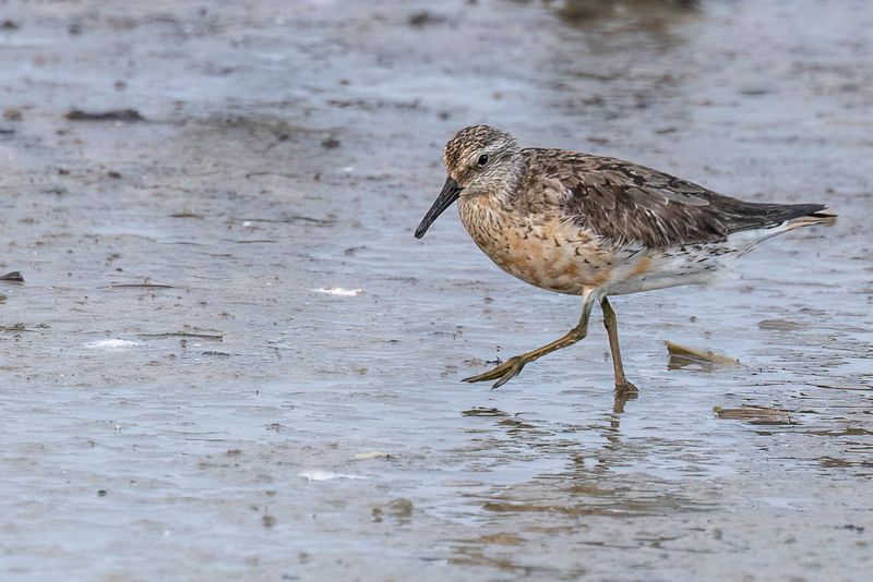 041 Scolopacidae - Sandpipers and allies