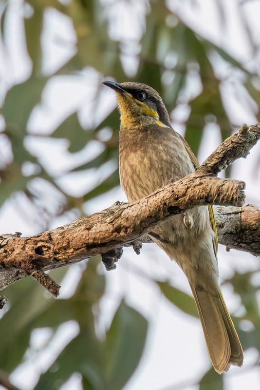 Birds around Brisbane 2024