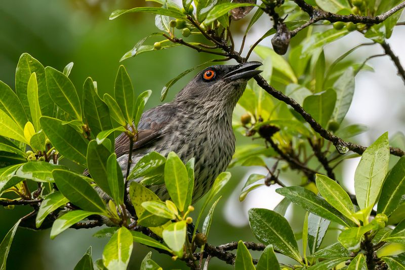 Singing Starling - Orpheuspurperspreeuw - Stourne chanteur (imm)