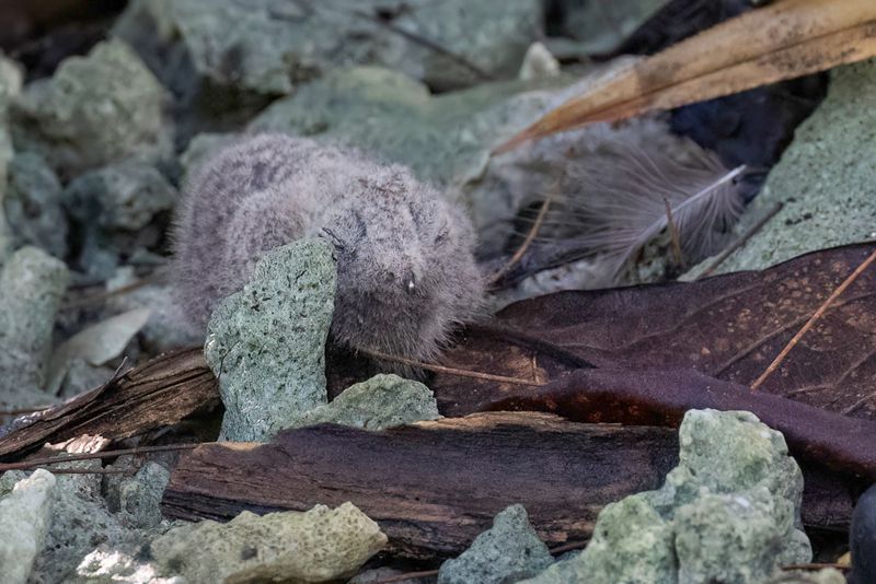 Solomons Nightjar - Salomonsnachtzwaluw - Engoulevent des Salomon (fledgeling)