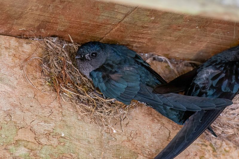 Glossy Swiftlet - Witbuikdwergsalangaan - Salangane soyeuse