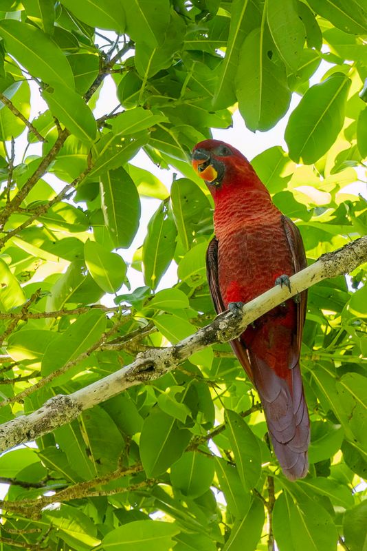 Cardinal Lory - Kardinaallori - Lori cardinal