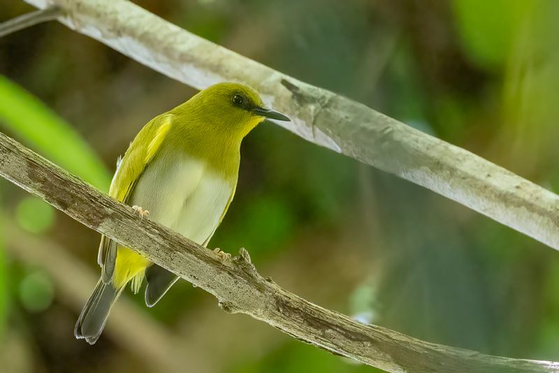 Dark-eyed White-eye - Zwartoogbrilvogel - Zostrops de Tetepare