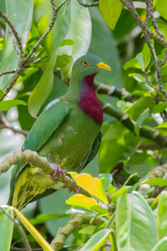 Claret-breasted Fruit Dove - Roodbefjufferduif - Ptilope turvert