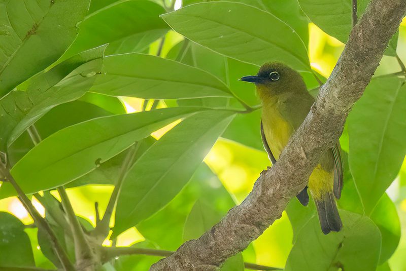 Solomons White-eye - Salomonsbrilvogel - Zostrops des Salomon