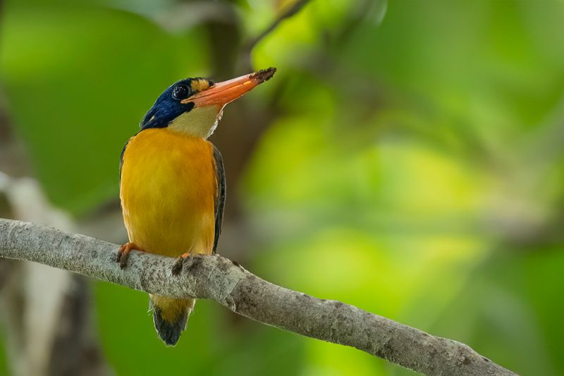 New Georgia Dwarf Kingfisher - New-Georgiadwergijsvoge - Martin-pcheur de Nouvelle-Gorgie