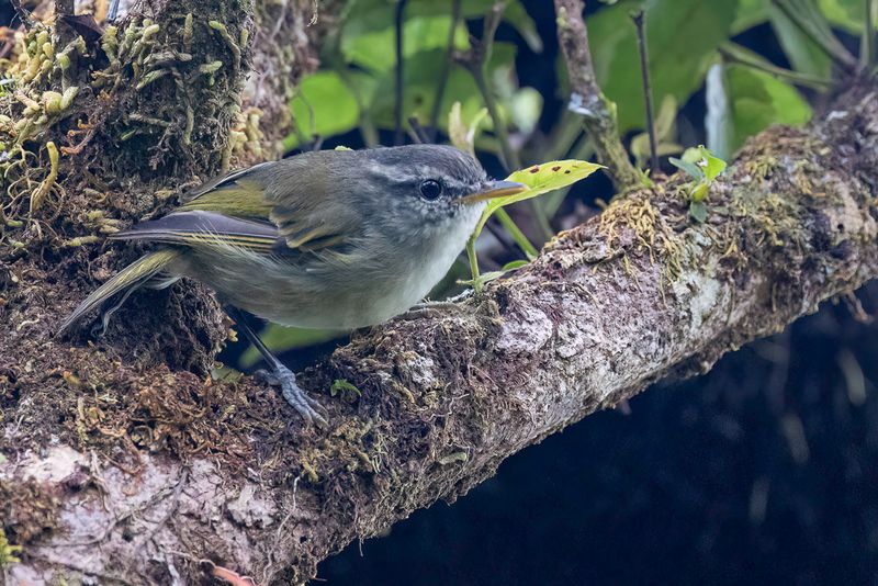 Island Leaf Warbler - Papoeaboszanger - Pouillot des les
