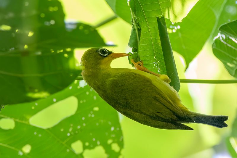 Gizo White-eye - Gizobrilvogel - Zostrops de Gizo