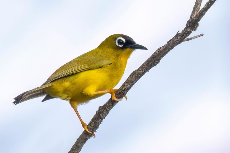 Ranongga White-eye - Ganongabrilvogel - Zostrops de Ganongga