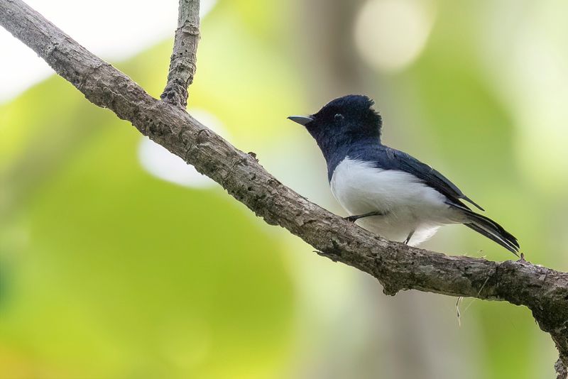 Steel-blue Flycatcher - Staalmonarch - Monarque acier (m)