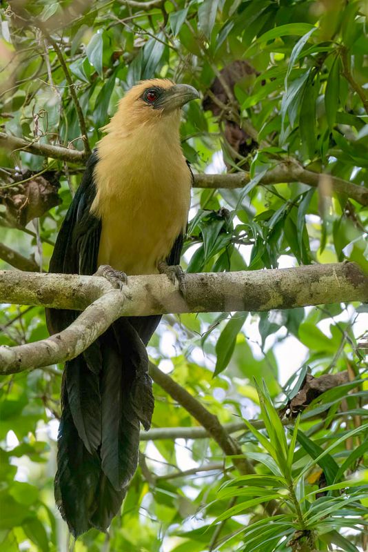 Buff-headed Coucal - Salomonsspoorkoekoek - Coucal  tte fauve