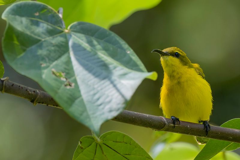 Sahul Sunbird - Souimanga  moustaches (f)