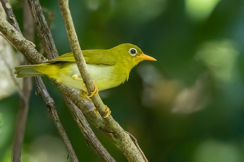 Vella Lavella White-eye - Vellalavellabrilvogel - Zostrops de Vella Lavella