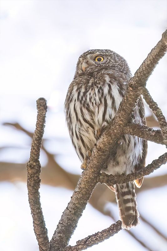 Northern Pygmy Owl