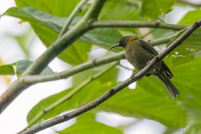 Black-headed Myzomela - Savodwerghoningeter - Myzomle  tte noire