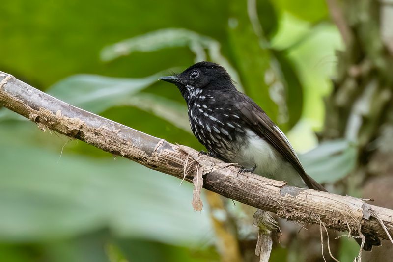 White-winged Fantail - Cockerells Waaierstaart - Rhipidure de Cockerell