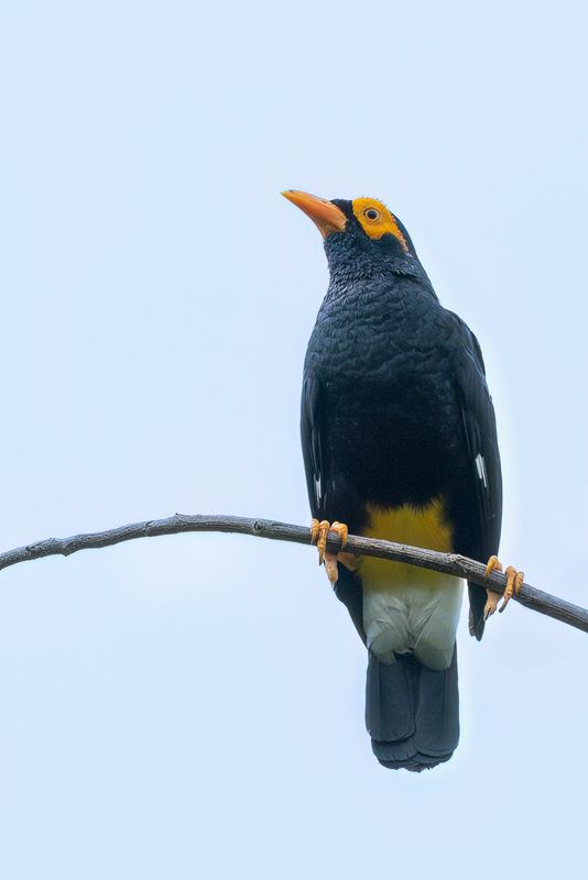Long-tailed Myna - Bismarckmaina - Mino de Krefft