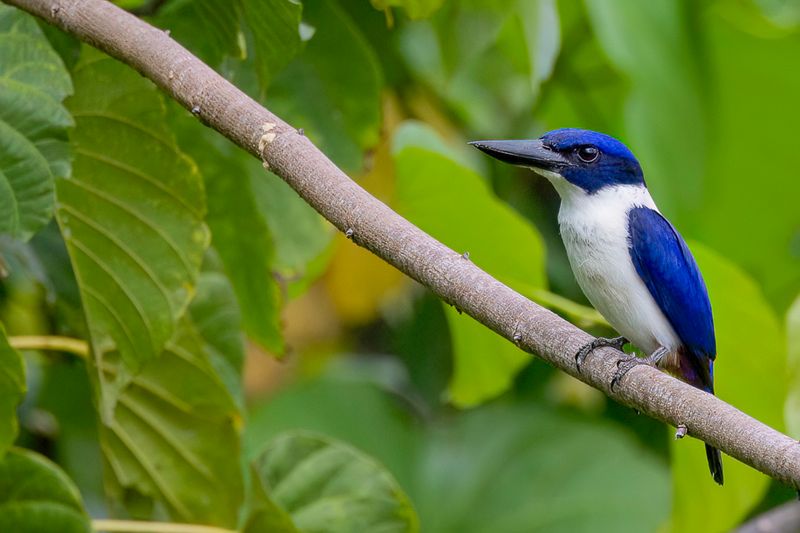 Ultramarine Kingfisher - Ultramarijnijsvogel - Martin-chasseur outremer