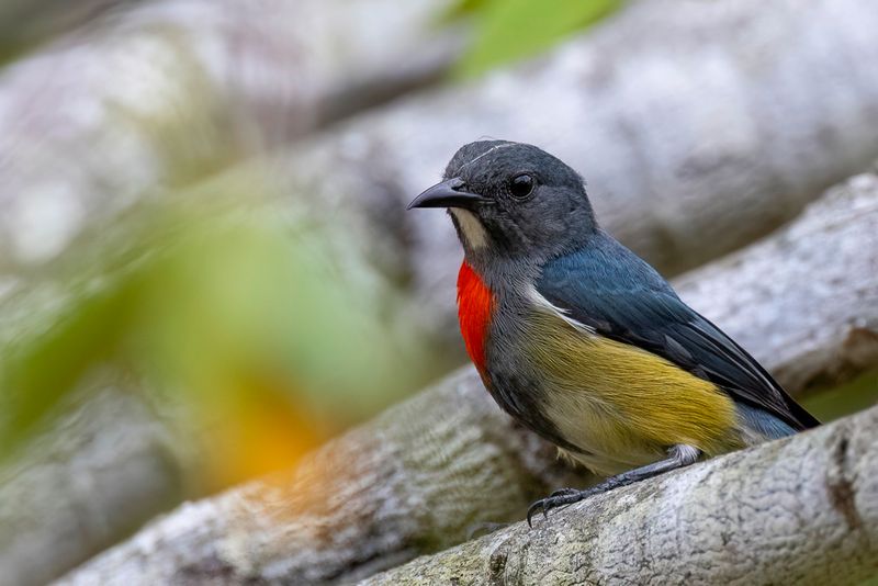 Midget Flowerpecker - Salomonshoningvogel - Dicée des Salomon (m)