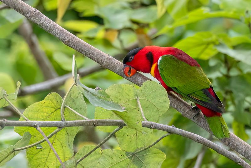 Yellow-bibbed Lory - Geelsnavellori - Lori  collier jaune