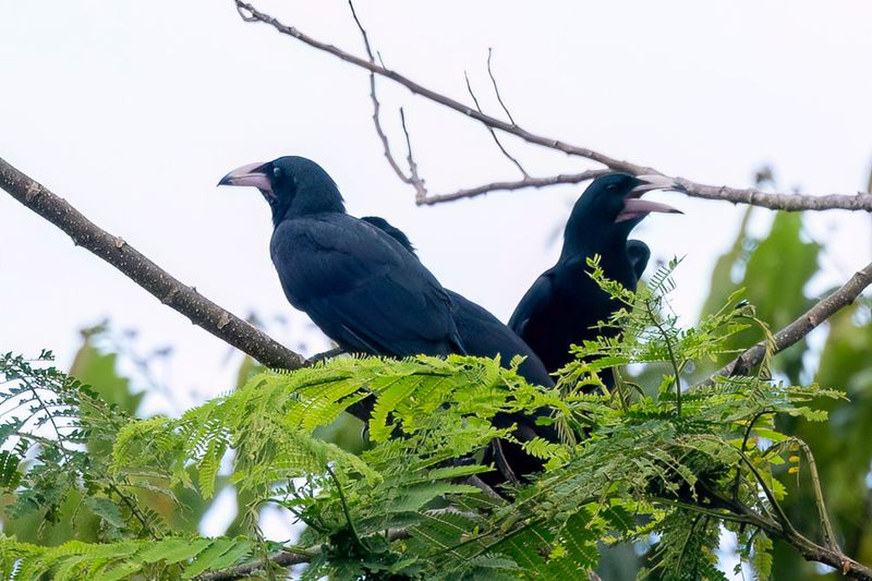 White-billed Crow - Witsnavelkraai - Corneille  bec blanc