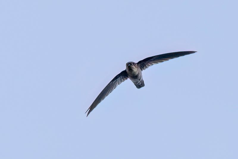 Uniform Swiftlet - Grijze Salangaan - Salangane de Vanikoro