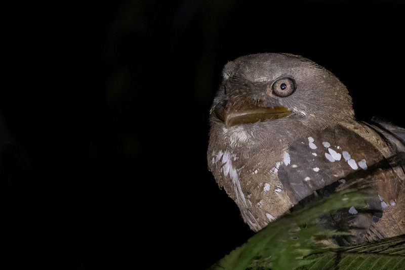 Solomons Frogmouth - Salomonskikkerbek - Podarge des Salomon