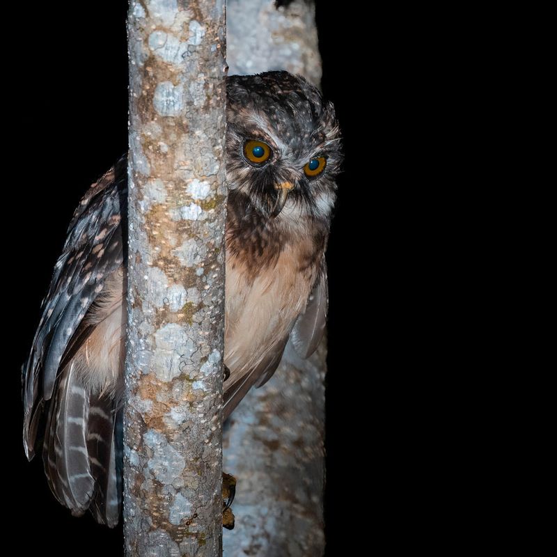 West Solomons Owl - West-Salomonsvalkuil - Ninoxe de Jacquinot