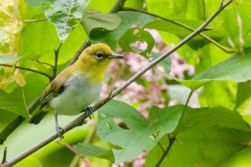 Yellow-throated White-eye - Geelkeelbrilvogel - Zostrops  gorge jaune