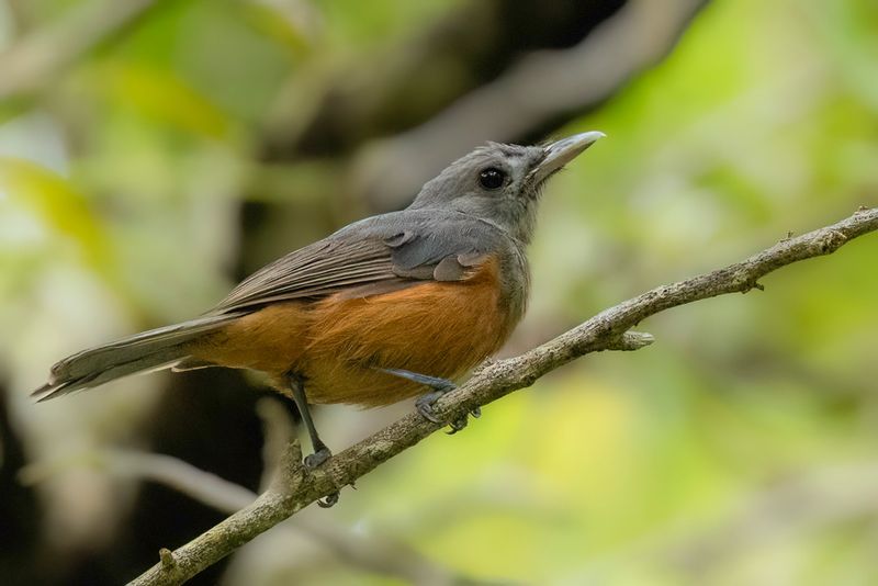 Island Monarch - Mangrovemonarch - Monarque des les