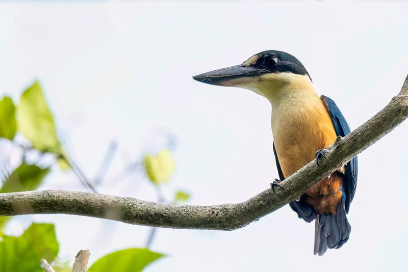 Melanesian Kingfisher - Melanesische IJsvogel - Martin-chasseur de Tristram