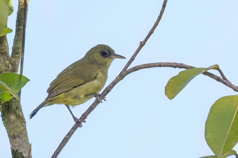 Malaita White-eye - Malaitabrilvogel - Zostrops de Malaita