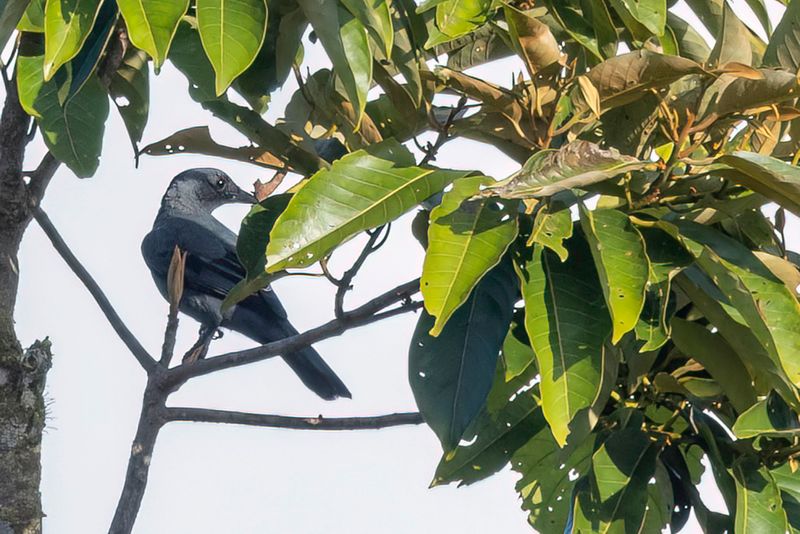 Central Melanesian Cicadabird 