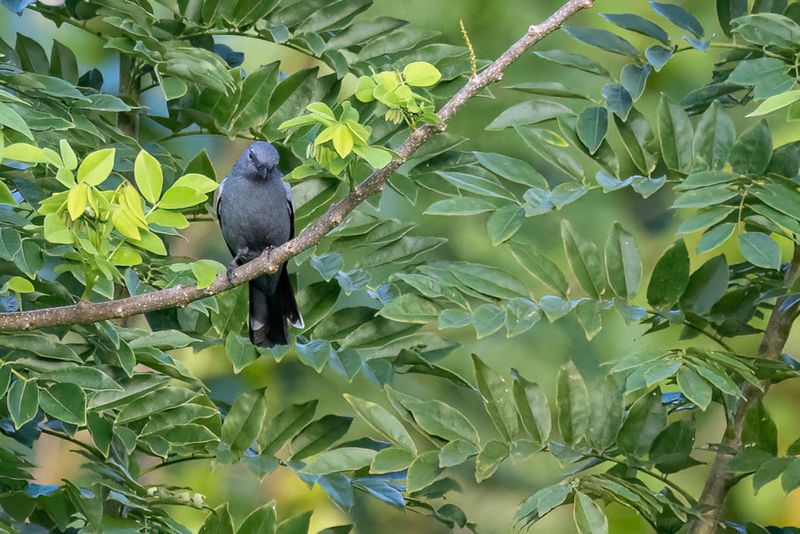 Malaita Cicadabird - chenilleur de Malaita (f)