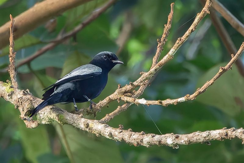Malaita Cicadabird - chenilleur de Malaita (m)