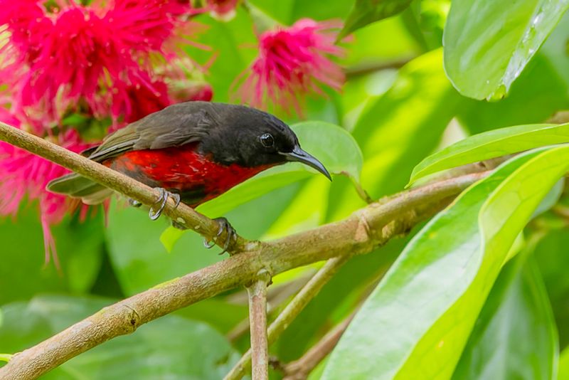 Red-vested Myzomela - Malaitadwerghoningeter - Myzomle de Malaita