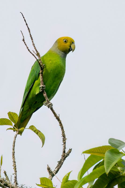Song Parrot - Zangpapegaai - Perruche htroclite