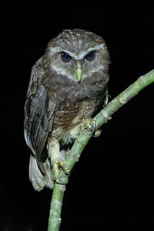 Malaita Owl - Malaitavalkuil - Chevche de Malaita