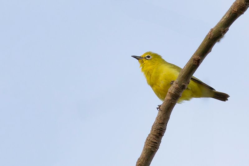 Birds of Burkina Faso 2018