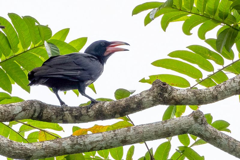 White-billed Crow - Witsnavelkraai - Corneille  bec blanc