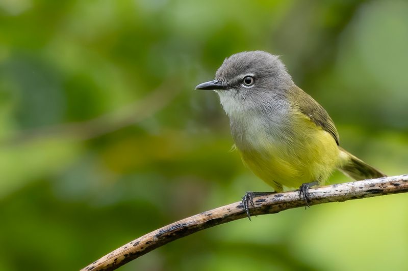 134 Acanthizidae - Gerygones, Thornbills, Scrubwrens, and Allies