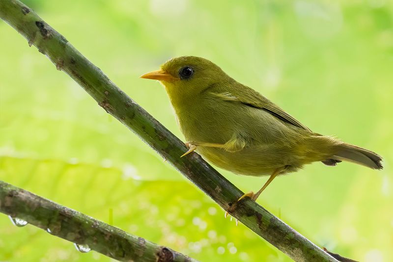 Rennell White-eye - Rennellbrilvogel - Zostrops de Rennell