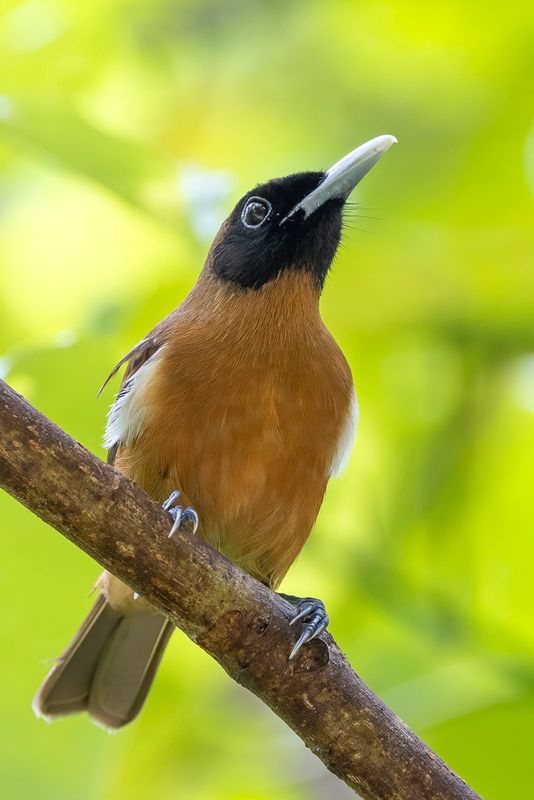 Rennell Shrikebill - Rennellklauwiermonarch - Monarque de Rennell