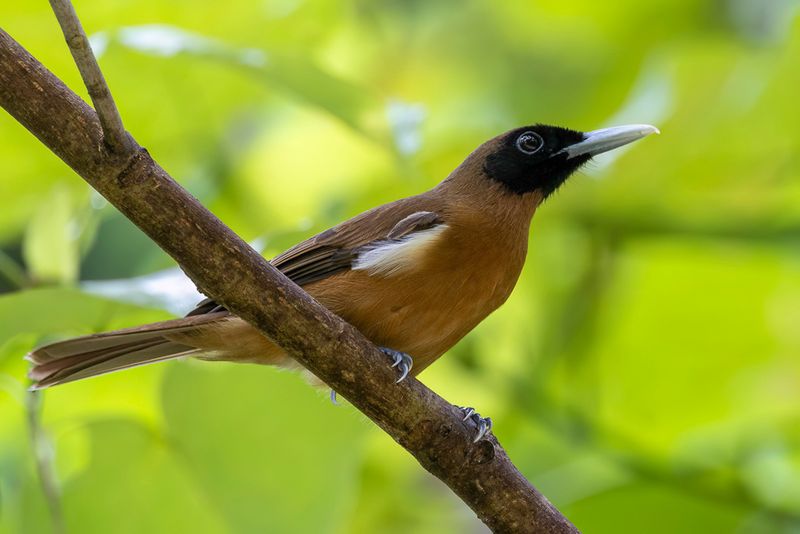 Rennell Shrikebill - Rennellklauwiermonarch - Monarque de Rennell