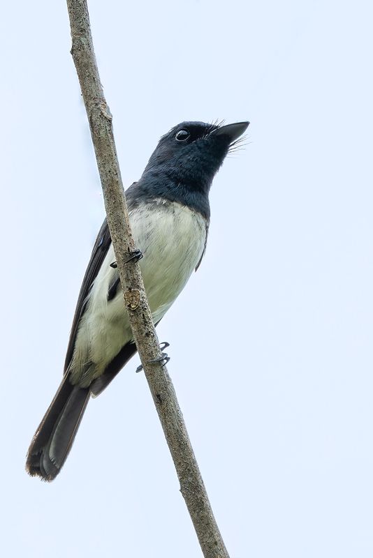Melanesian Flycatcher - Vanuatumonarch - Monarque mlansien (m)